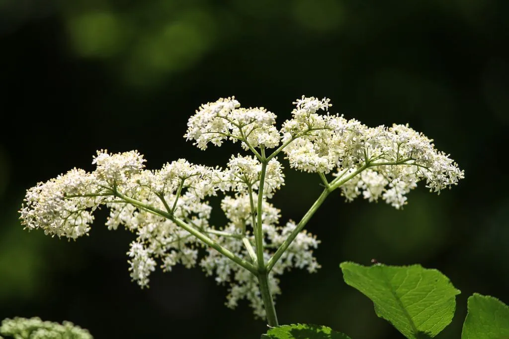Hyldeblomster